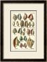 Seba Shell Collection Iii by Albertus Seba Limited Edition Pricing Art Print