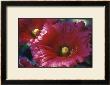 Red Hollyhock by Meg Mccomb Limited Edition Print