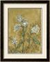Etched Floral Ii by Megan Meagher Limited Edition Print