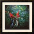 Crocosmia by Rebecca Tolk Limited Edition Pricing Art Print