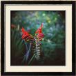 Crocosmia by Rebecca Tolk Limited Edition Print