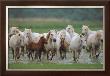 Chevaux De Camargue by Gilles Martin-Raget Limited Edition Pricing Art Print