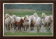 Chevaux De Camargue by Gilles Martin-Raget Limited Edition Print