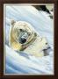 Polar Bear Mama by Renato Casaro Limited Edition Pricing Art Print