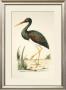 Water Birds Ii by H. L. Meyer Limited Edition Pricing Art Print