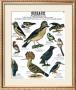 Song Bird Teaching Chart by Deyrolle Limited Edition Pricing Art Print