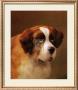 Head Of A St. Bernard by P. Magee Limited Edition Pricing Art Print