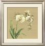 Asian Orchid by Lynne Misiewicz Limited Edition Print