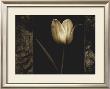White Tulipa I by Rick Filler Limited Edition Pricing Art Print