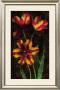 Decorative Tulips I by John Seba Limited Edition Print