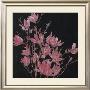 Magnolia, 2005 by Amiryani Limited Edition Print