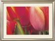 Tulips by Brian Twede Limited Edition Print