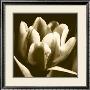 Sepia Tulip I by Renee Stramel Limited Edition Print