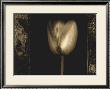 White Tulipa Ii by Rick Filler Limited Edition Pricing Art Print