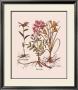 Botanical I by Basilius Besler Limited Edition Print