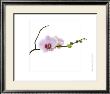 Orchid Buds by Dana Sohm Limited Edition Print