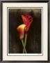 Red Calla Lily by Elise Remender Limited Edition Pricing Art Print