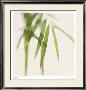 Bamboo Study 5 by Claude Peschel Dutombe Limited Edition Print