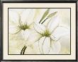 White Lilies by Heidi Gerstner Limited Edition Pricing Art Print