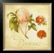Pivoines by Vincent Perriol Limited Edition Pricing Art Print
