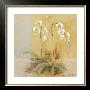 Orchid Variation Ii by Gabor Barthez Limited Edition Pricing Art Print