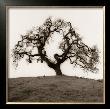 Hillside Oak Tree by Alan Blaustein Limited Edition Pricing Art Print