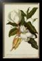 Magnolia Altissima by Georg Dionysius Ehret Limited Edition Print