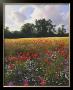 Poppy Field by J. Wayne Bystrom Limited Edition Pricing Art Print