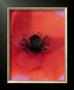 Oriental Poppy I by Sara Deluca Limited Edition Pricing Art Print