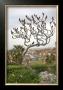 Bird On A Dante Tree, Florence by Igor Maloratsky Limited Edition Print