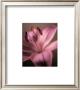 Pink Perfection Lily by Ashton Limited Edition Pricing Art Print