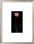 Grace Ii by S. G. Rose Limited Edition Pricing Art Print