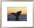 Southern Right Whale by Francois Gohier Limited Edition Print