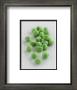 Peas by Sara Deluca Limited Edition Print