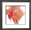 Phalaenopsis Fairy I by Caroline Purday Limited Edition Print