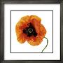 Oriental Poppy by Tim Smith Limited Edition Pricing Art Print