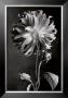 Dahlia by Sondra Wampler Limited Edition Print