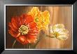 Poppies by Selina Werbelow Limited Edition Print