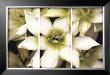 Star Of Bethlehem Triptych by Andrew Levine Limited Edition Print