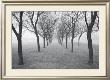 Tunnel Of Trees by Monte Nagler Limited Edition Print