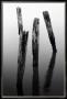 Four Pier Pilings by Shane Settle Limited Edition Print