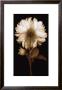 Dahlia Ii by Caroline Kelly Limited Edition Pricing Art Print