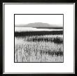 Nut Island, Salt Marsh by Dorothy Kerper Monnelly Limited Edition Print