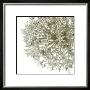Allium Ii by C. Sands Limited Edition Pricing Art Print