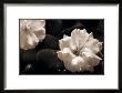 Gardenia Ii by Jeanne Michel Limited Edition Print