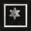 Flower Series Vi by Walter Gritsik Limited Edition Print