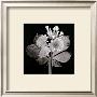 Zinnias by Alfred Gockel Limited Edition Print