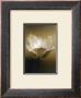 Tulip I by Chris Sands Limited Edition Print