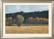 Cottonwood Country I by John Macnab Limited Edition Pricing Art Print