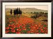 Hills Of Tuscany I by Steve Wynne Limited Edition Print